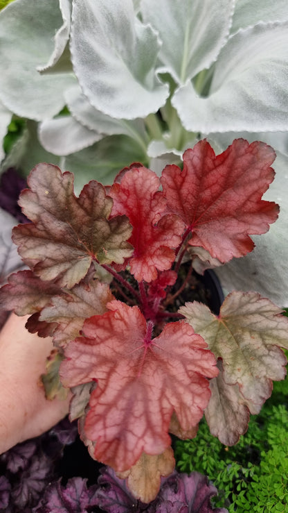 Heuchera 'Peach Flambe'