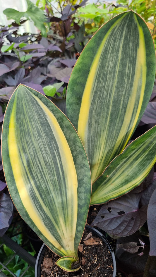 Draceana (prev. Sansevieria) masoniana variegata - Variegated Whale Fin