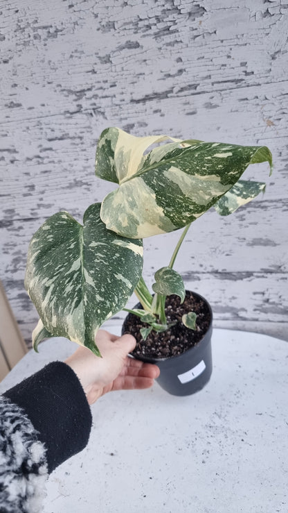 Monstera deliciosa 'Thai Constellation - Variegated Fruit Salad Plant
