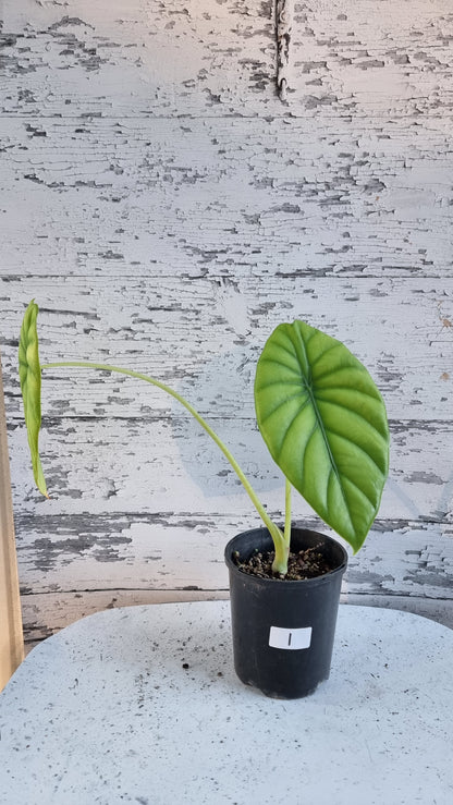 Alocasia clypeolata 'Green Shield'