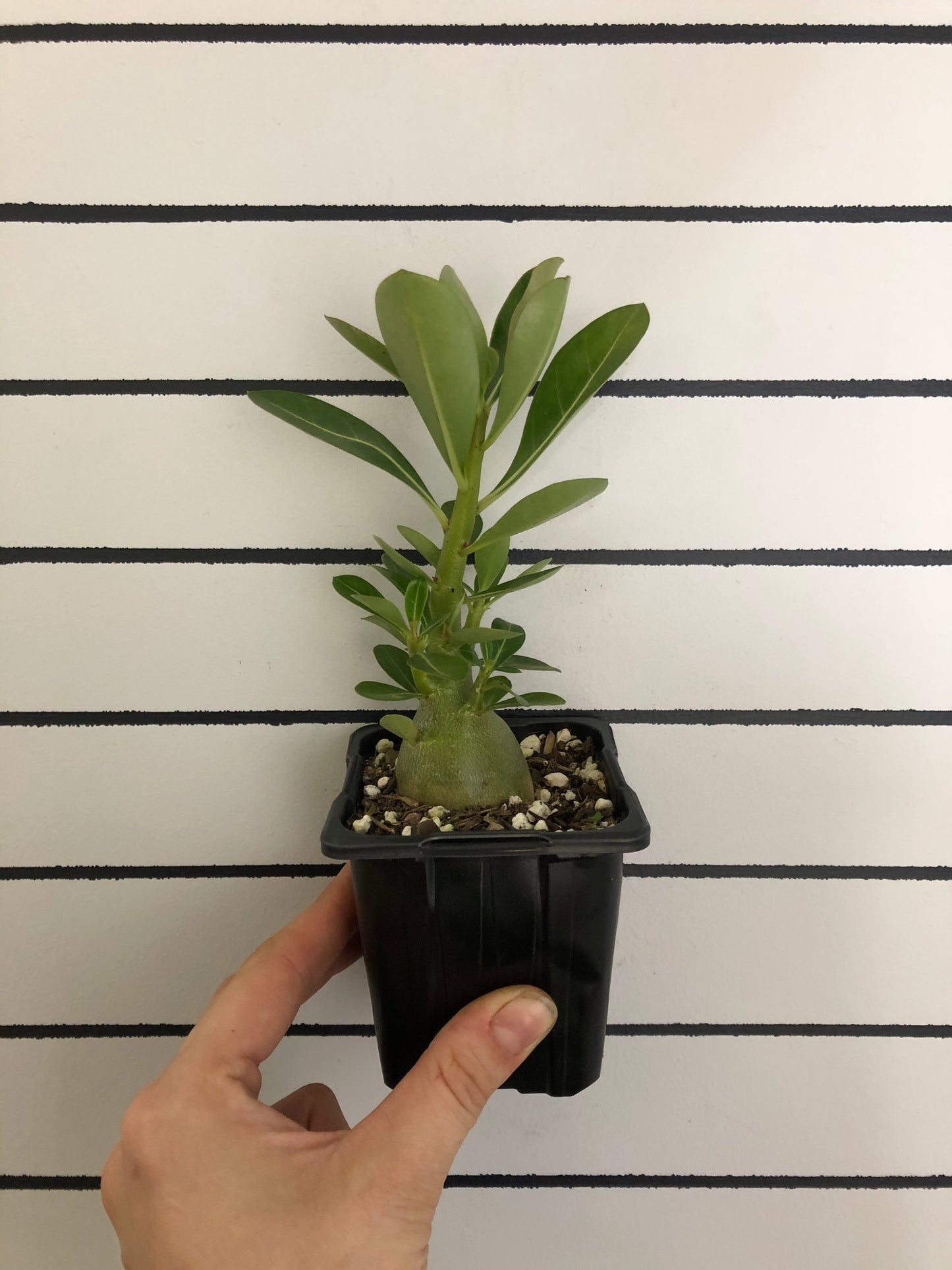Adenium Obesum 'Indian Bicolour' - Desert Rose Root'd Plants 