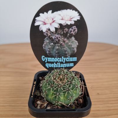 Gymnocalycium quehlianum Landscaping & Garden Plants Root'd Plants 