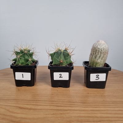 Cactus species - Assorted Root'd Plants 