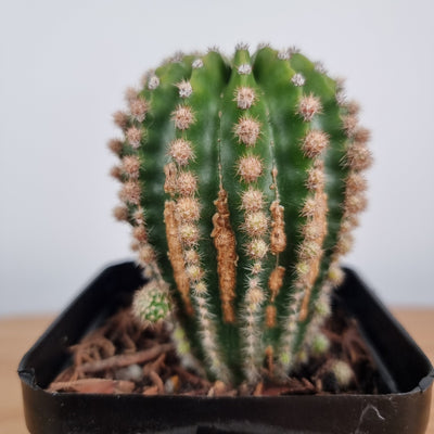 Echinopsis 'Jolly Blossom' Root'd Plants 