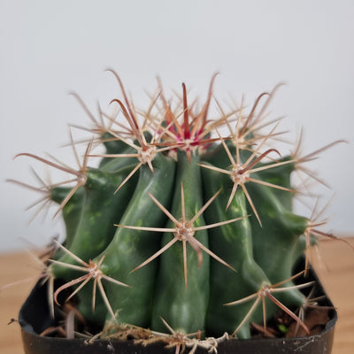 Ferocactus wislizeni - Barrel Cactus Landscaping & Garden Plants Root'd Plants 