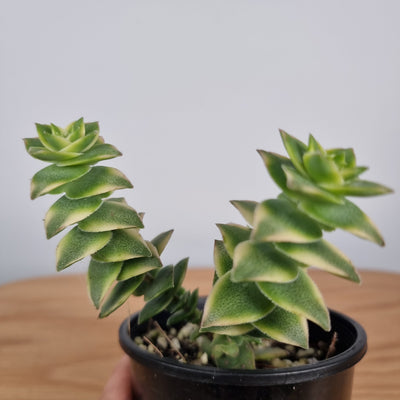 Crassula perforata 'variegata' Indoor & Outdoor Plants Root'd Plants 