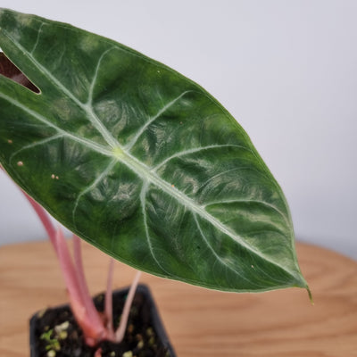 Alocasia Morocco - 'Pink Dragon' Root'd Plants 