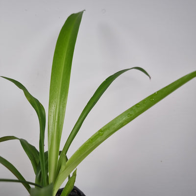 Chlorophytum comosum - Green spider plant Root'd Plants 