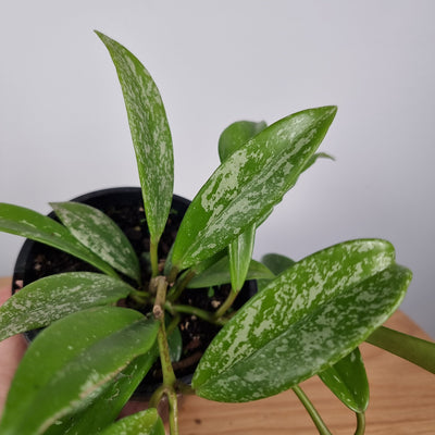 Hoya pubicalyx Root'd Plants 