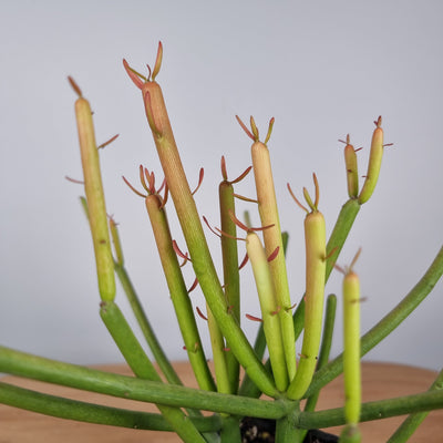 Euphorbia tirucalli "Firesticks" Root'd Plants 