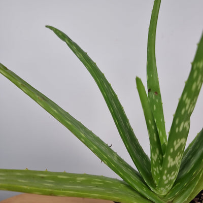 Aloe vera - Crocodile tongue Root'd Plants 