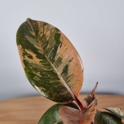 Ficus elastica 'Splash' - Pink Marble Root'd Plants 