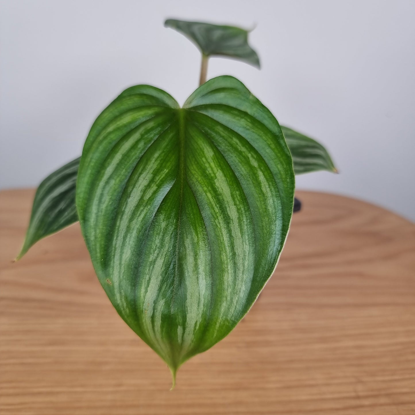 Philodendron plowmanii (Round Form) Root'd Plants 
