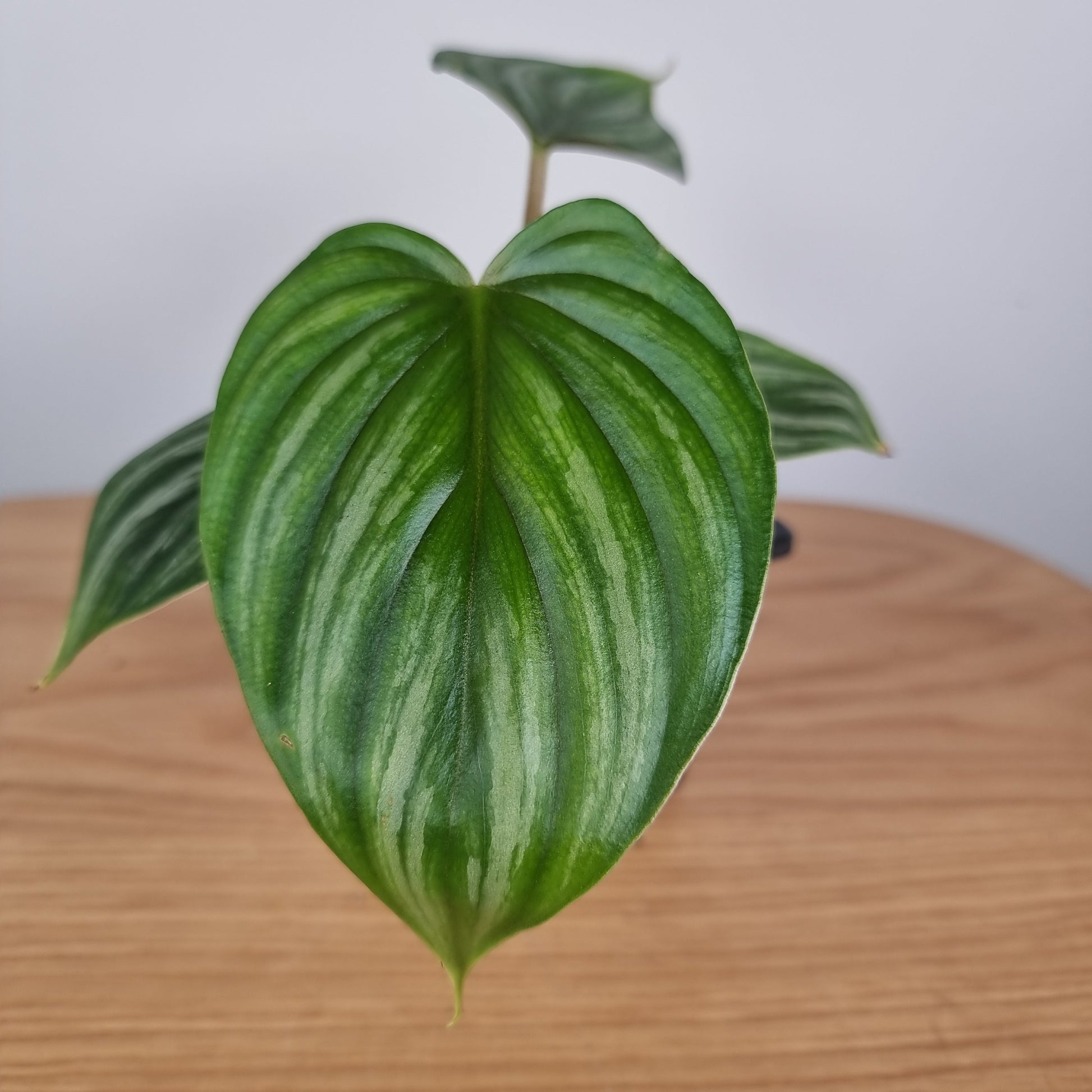 Philodendron plowmanii (Round Form) Root'd Plants 