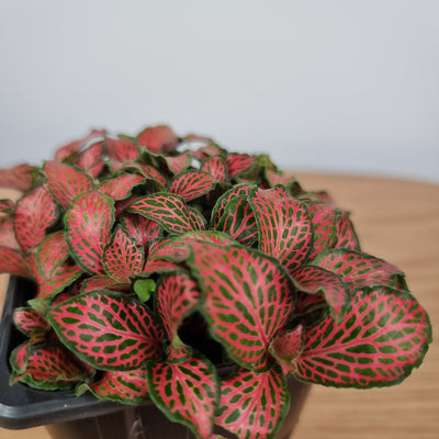 Fittonia 'Firetail' Root'd Plants 