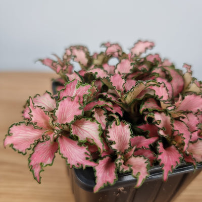 Fittonia 'Pink' Root'd Plants 