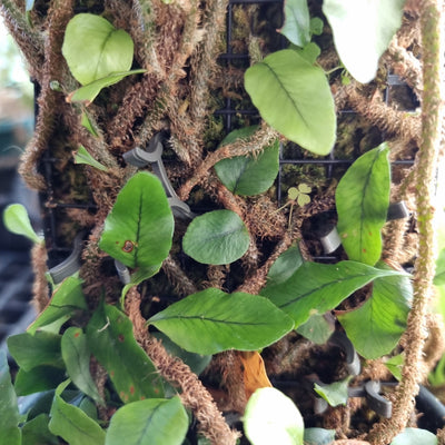 Microgramma vacciniifolia - Rhizomatous Fern Root'd Plants 