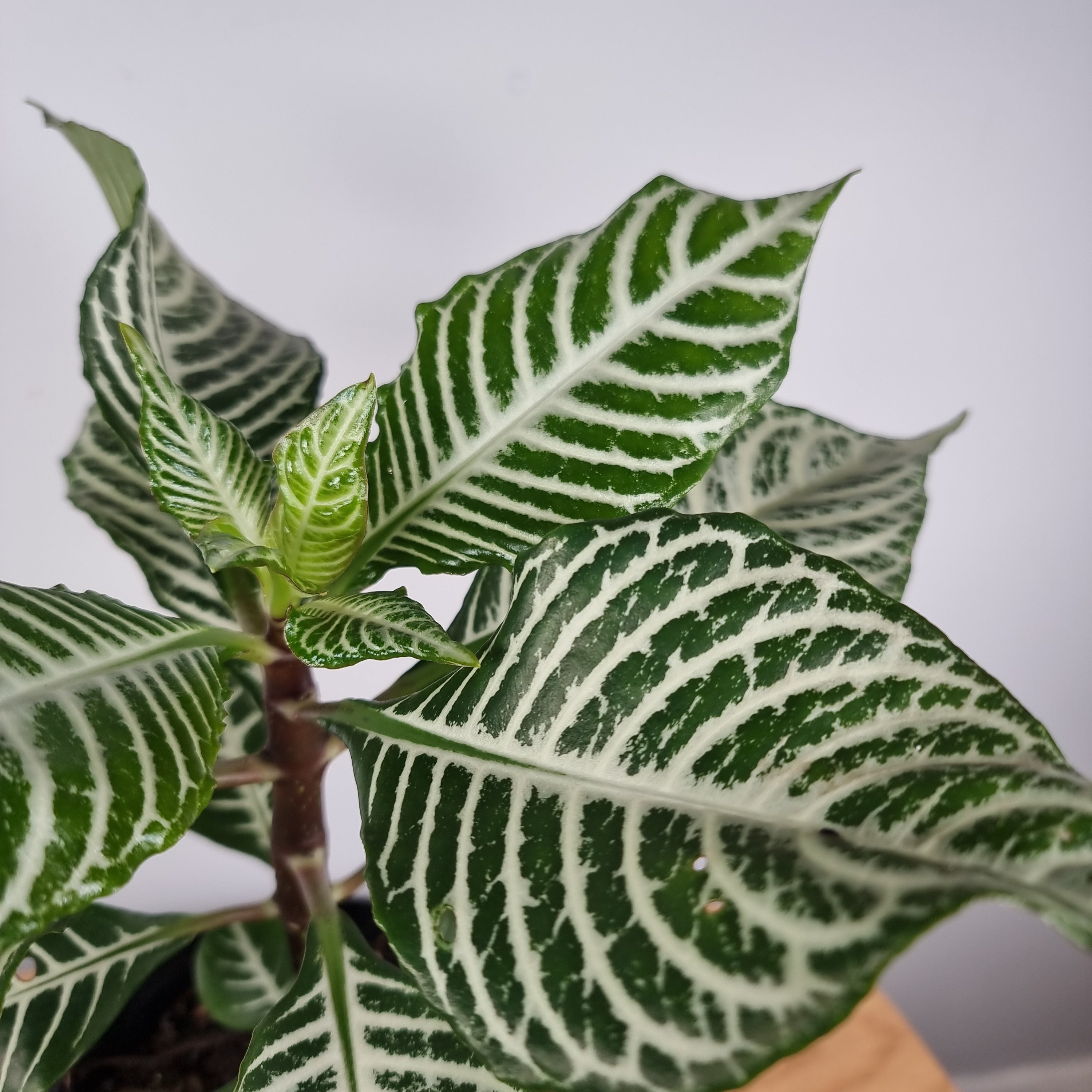 Aphelandra squarrosa - Zebra Plant Root'd Plants 