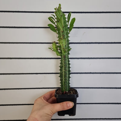 Euphorbia Trigona 'Green' Root'd Plants 