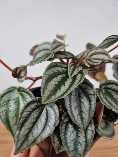 Peperomia turboensis - Red Watermelon Plant Root'd Plants 