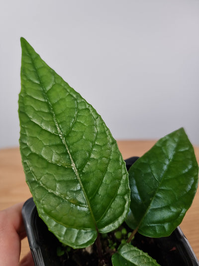 Dorstenia elata - Button Mattress Plant Root'd Plants 
