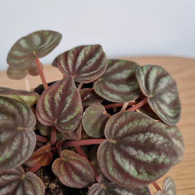 Peperomia peppermill Plants Root'd Plants 