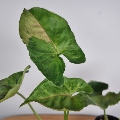 SYNGONIUM 'T24' Root'd Plants 