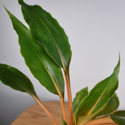Chlorophytum amaniense 'Green Orange' - Mandarin Spider Plant Potted Houseplants Root'd Plants 