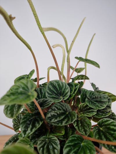 Peperomia caperata 'Lilian' - Rat Tail Peperomia Root'd Plants 