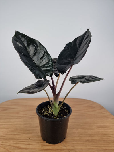 Alocasia infernalis - Black Panther Root'd Plants 