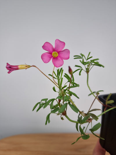 Oxalis glabra - Pink Root'd Plants 