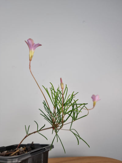 Oxalis Polyphylla Root'd Plants 