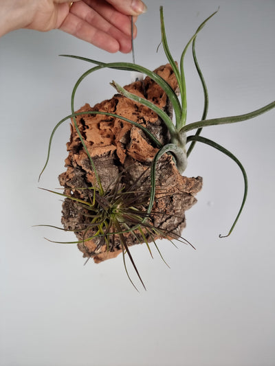 Tillandsia sp. mounted - T. Baileyi, T. Tenuifolia 'Emerald forest bronze' - Air Plants Root'd Plants Medium cork mount 