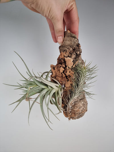 Tillandsia sp. Mounted - T. funckiana, T. aeranthos - Air Plants Root'd Plants Medium Cork Mount 
