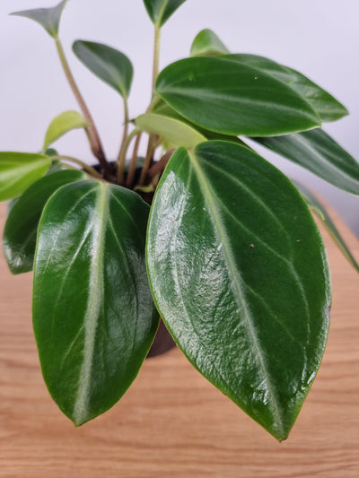 Peperomia maculosa - Radiator Plant Root'd Plants 