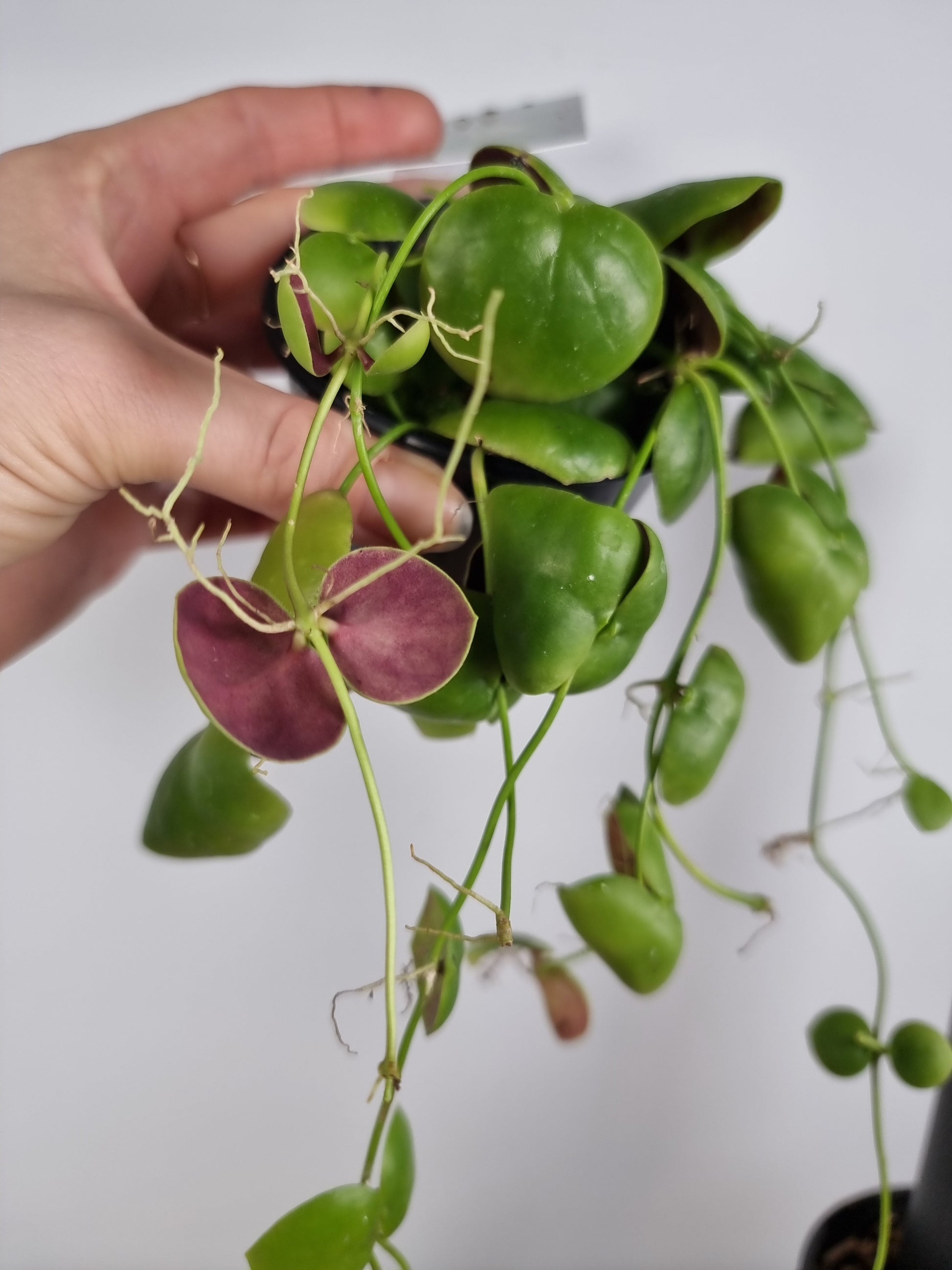Dischidia platyphylla 'Solomon islands' Root'd Plants 