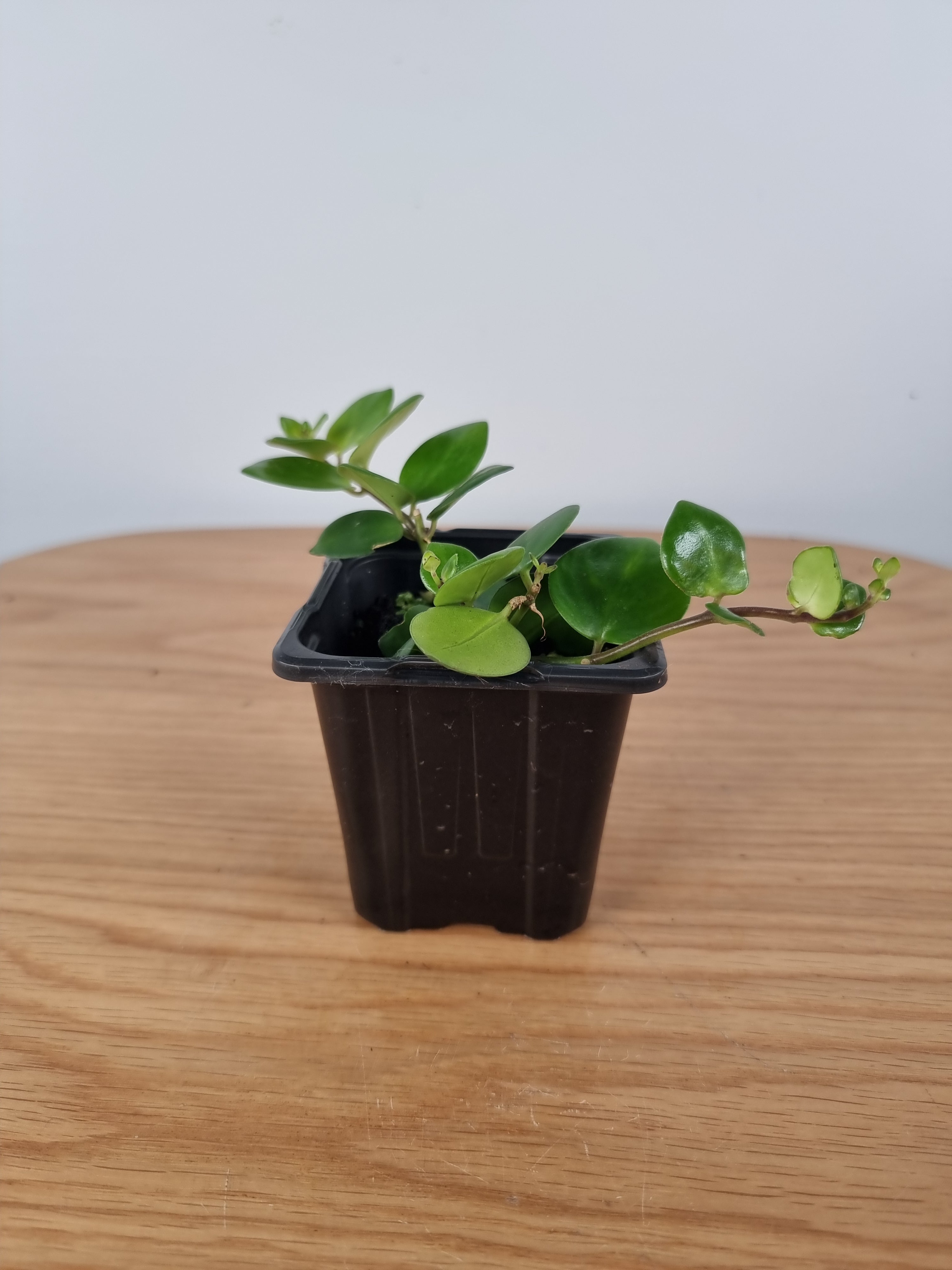 Aeschynanthus 'Thai Pink' Root'd Plants 