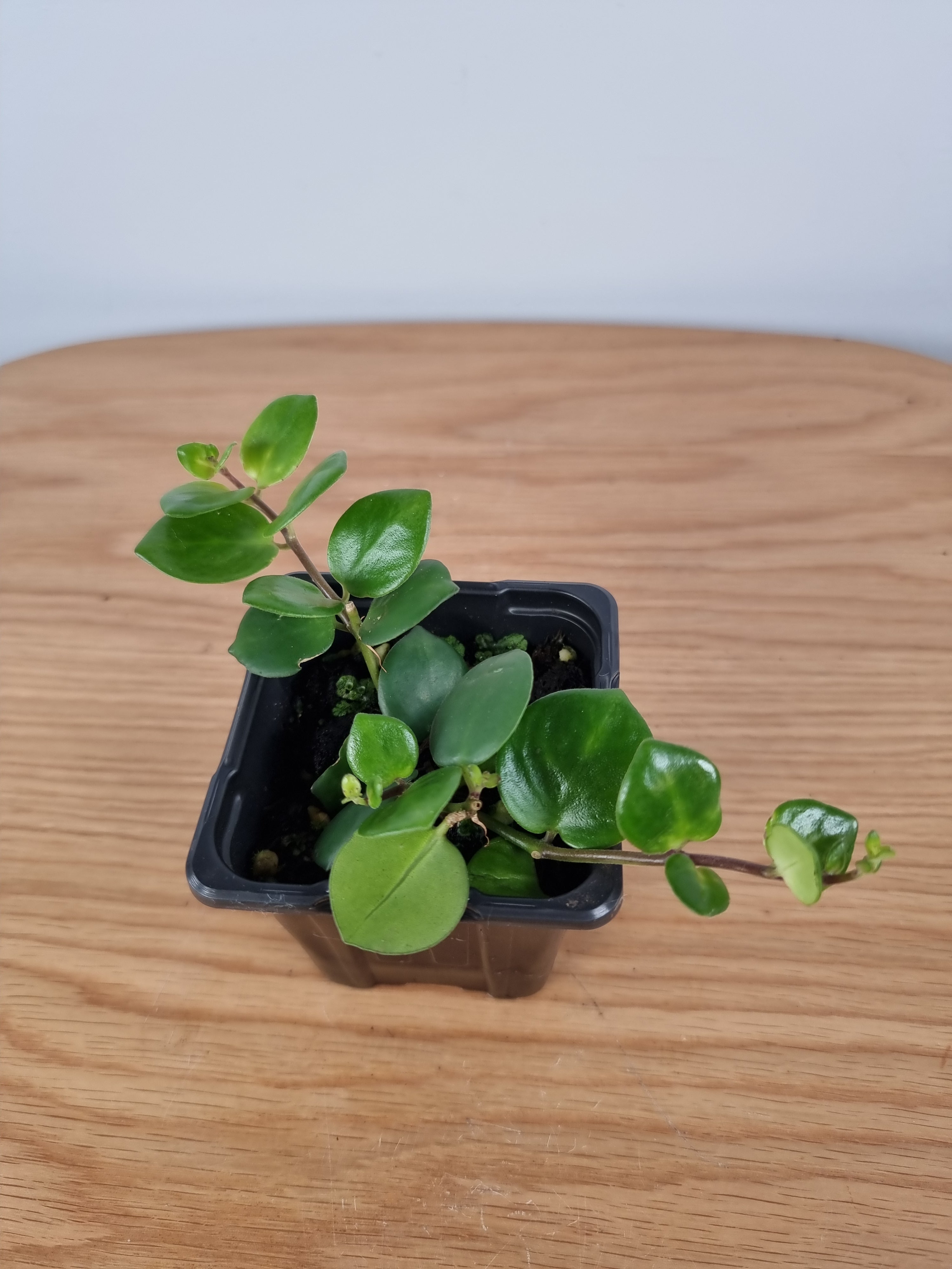 Aeschynanthus 'Thai Pink' Root'd Plants 80mm 