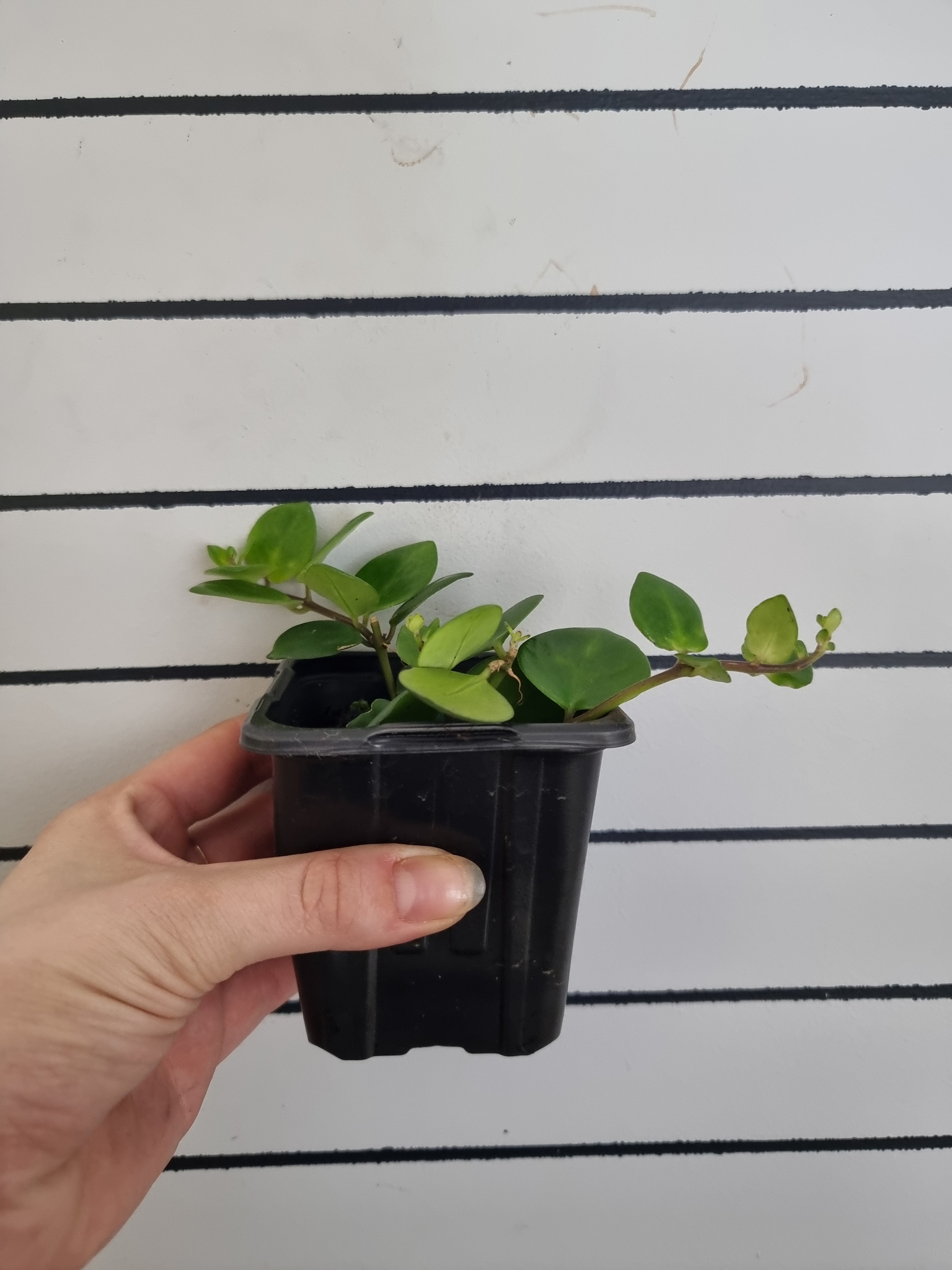 Aeschynanthus 'Thai Pink' Root'd Plants 