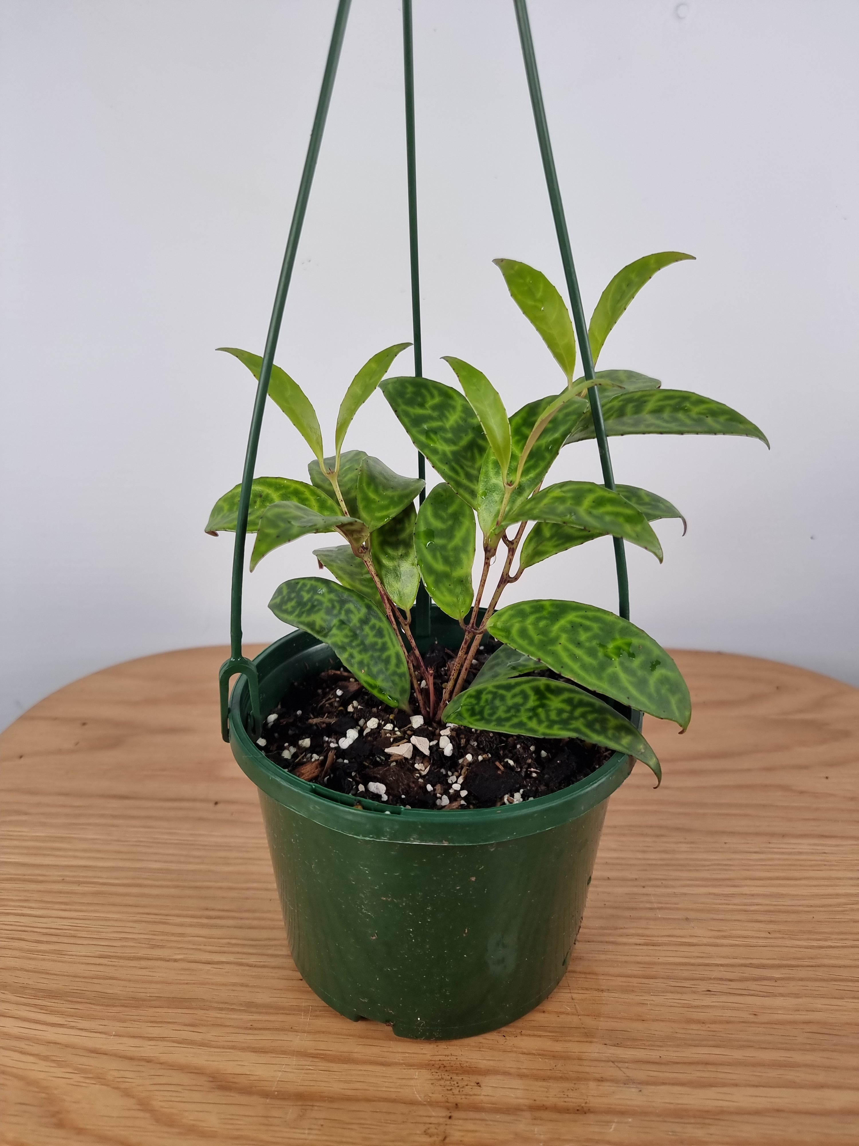 Aeschynanthus longicaulis ‘Black Pagoda’ - Lipstick Plant Root'd Plants 120mm 