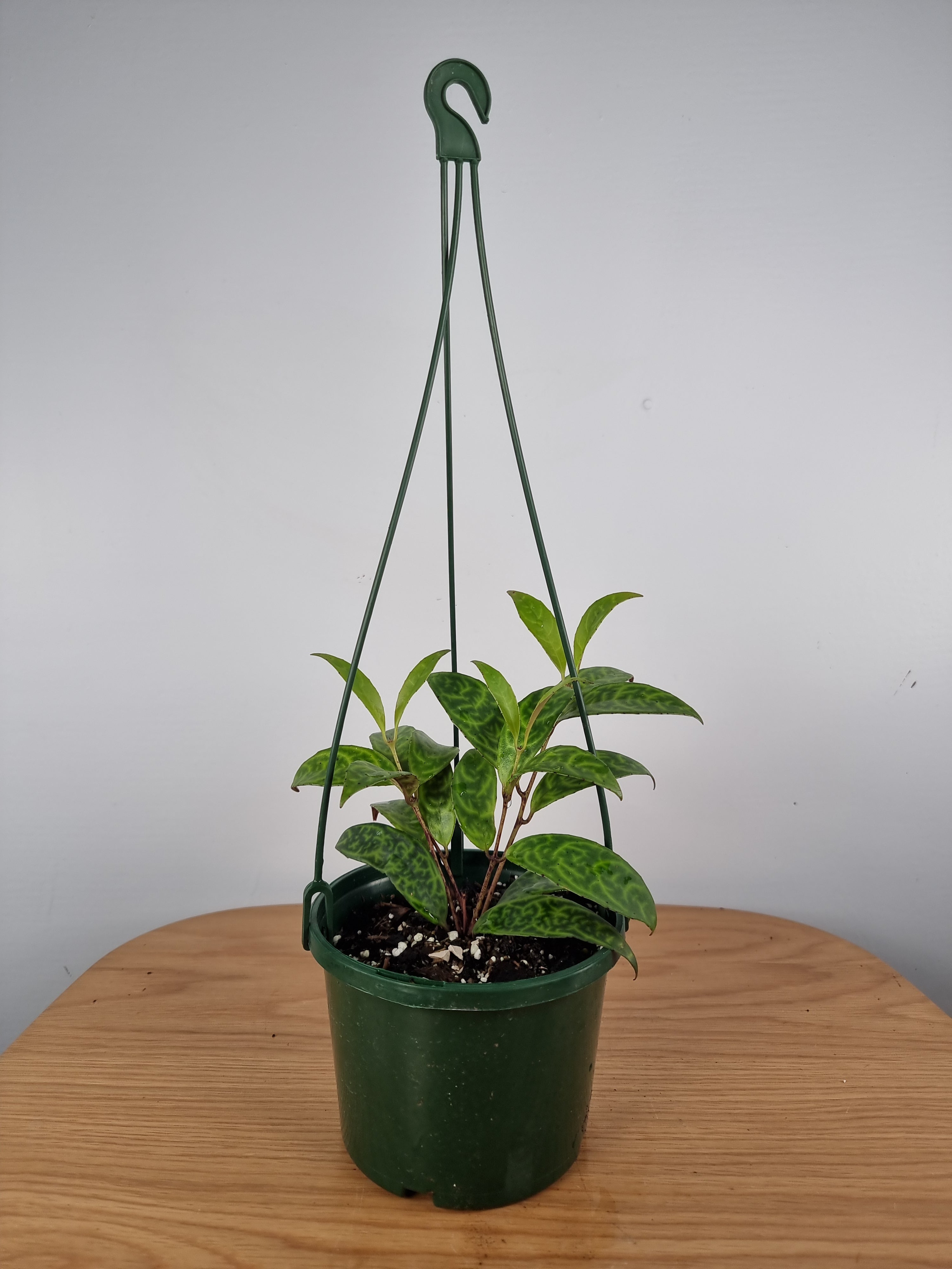 Aeschynanthus longicaulis ‘Black Pagoda’ - Lipstick Plant Root'd Plants 