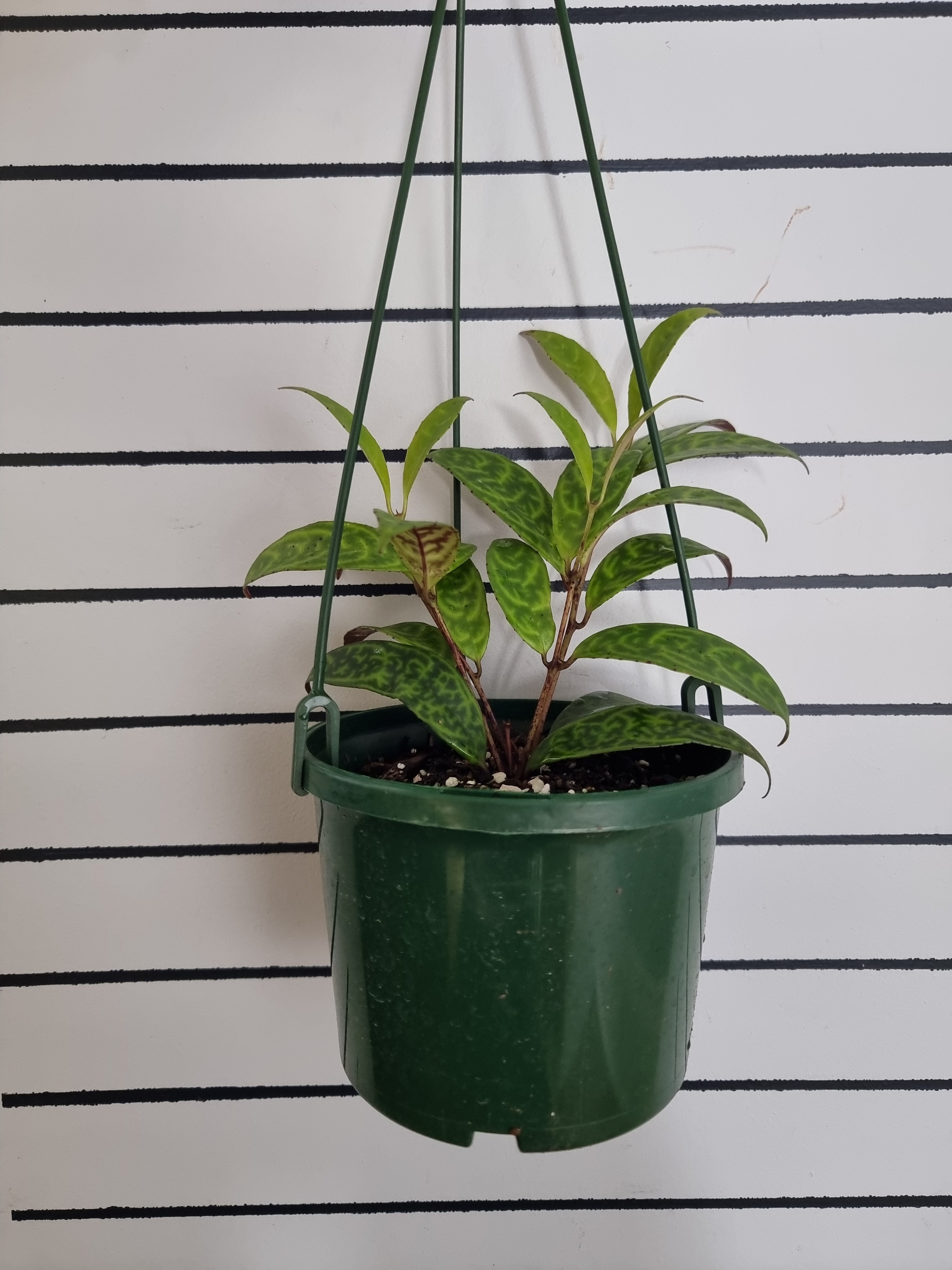 Aeschynanthus longicaulis ‘Black Pagoda’ - Lipstick Plant Root'd Plants 