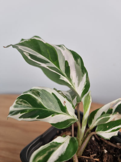 Goeppertia (prev. Calathea) lietzei 'Fusion White' Root'd Plants 