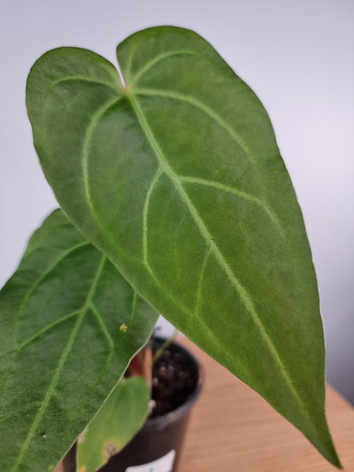 Anthurium grande - Velvet Leaf Root'd Plants 