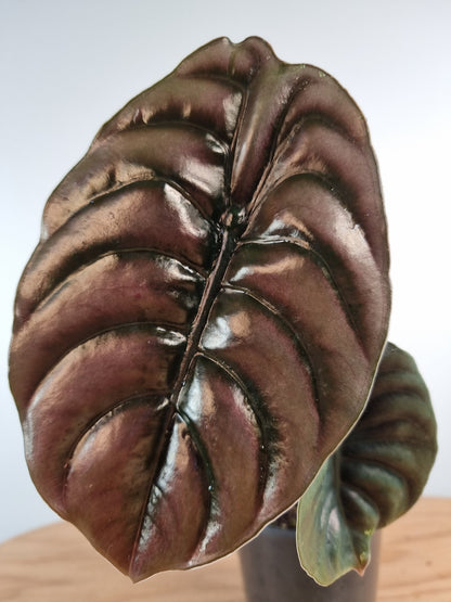 Alocasia cuprea ‘Red Secret’ - Mirror plant, Elephant ear. Potted Houseplants Root'd Plants 