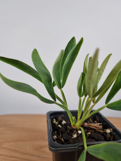 Oxalis flava 'fabaefolia' Root'd Plants 