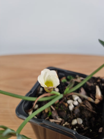 Oxalis flava (white flower) Root'd Plants 