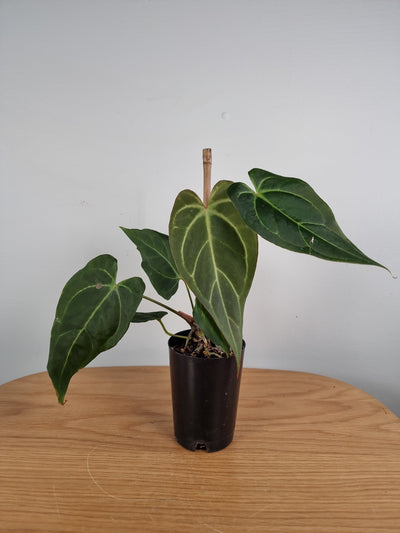 Anthurium hybrid - Teardrop leaf/Red Sinus Root'd Plants 1 