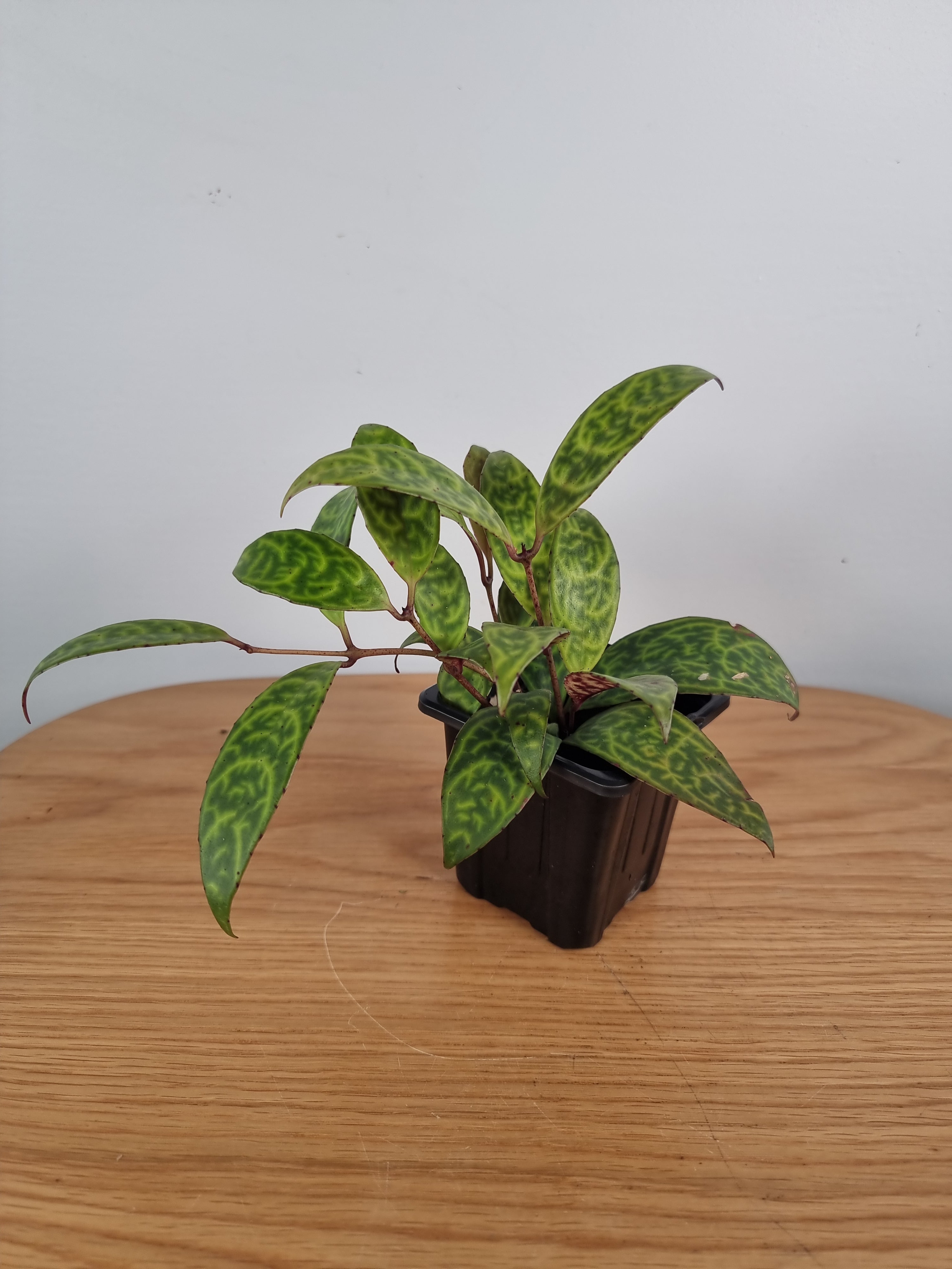 Aeschynanthus longicaulis ‘Black Pagoda’ - Lipstick Plant Root'd Plants 80mm 