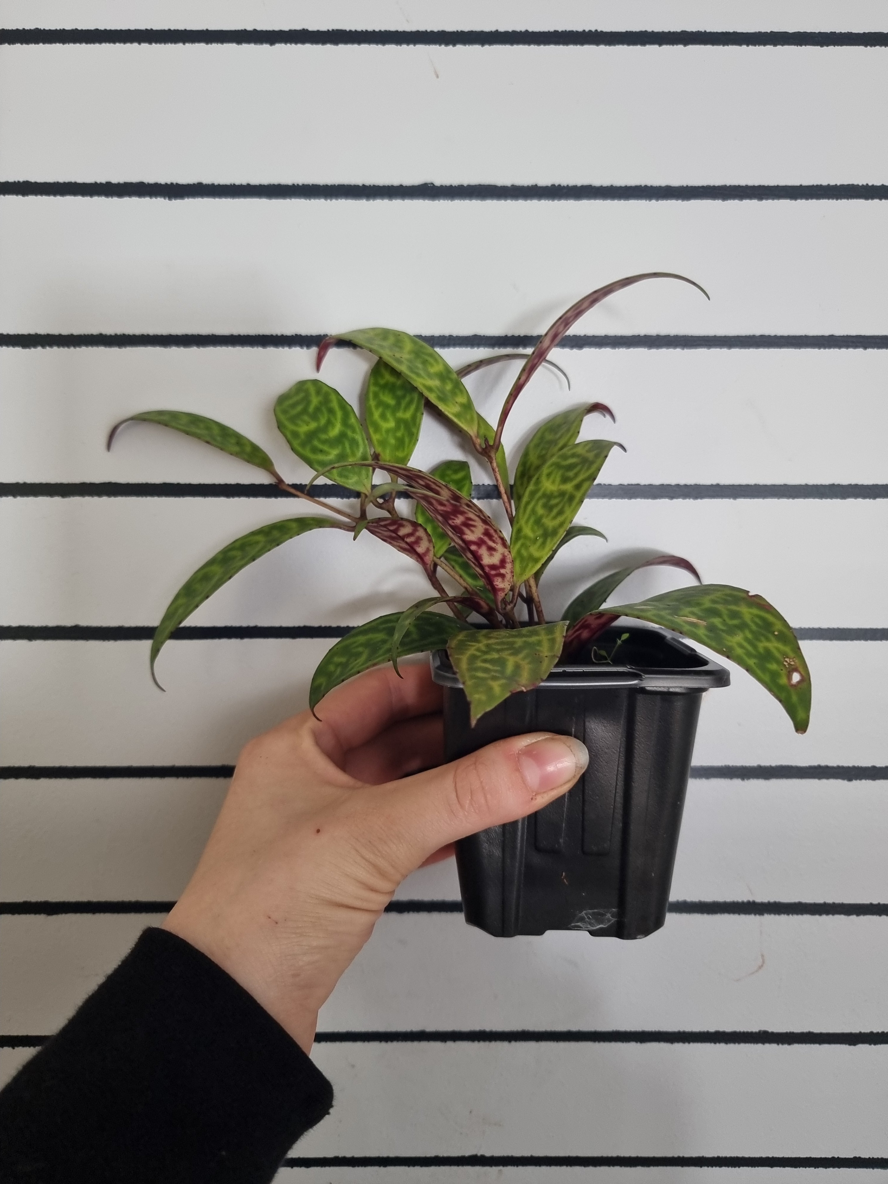 Aeschynanthus longicaulis ‘Black Pagoda’ - Lipstick Plant Root'd Plants 